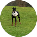Doberman FunFun profile picture